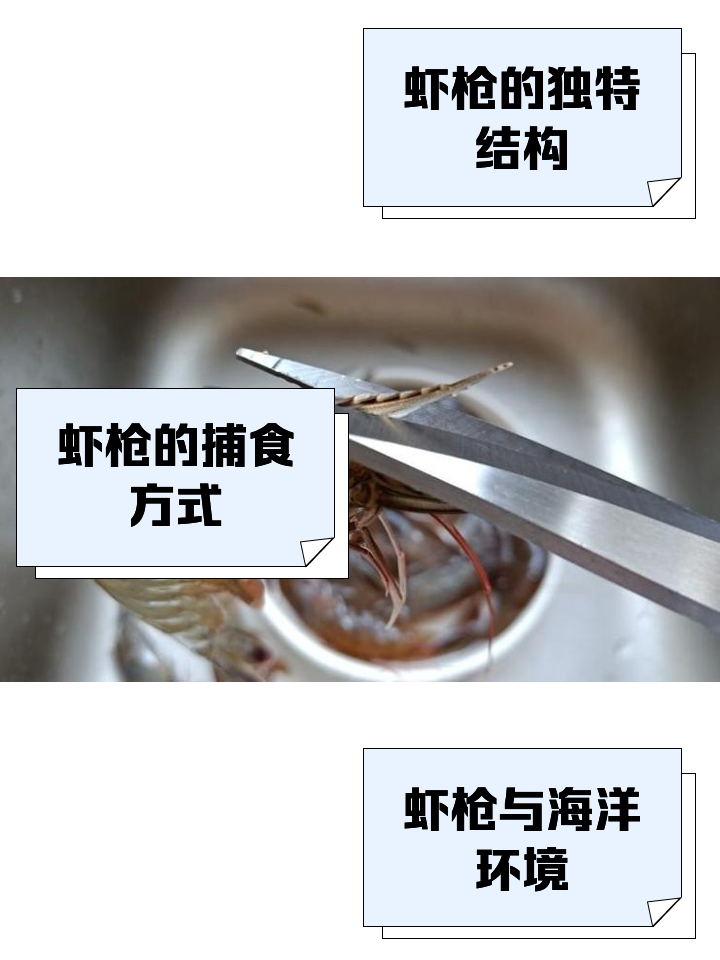螯的拼音(螯的拼音和意思) 螯的拼音(螯的拼音和意思)