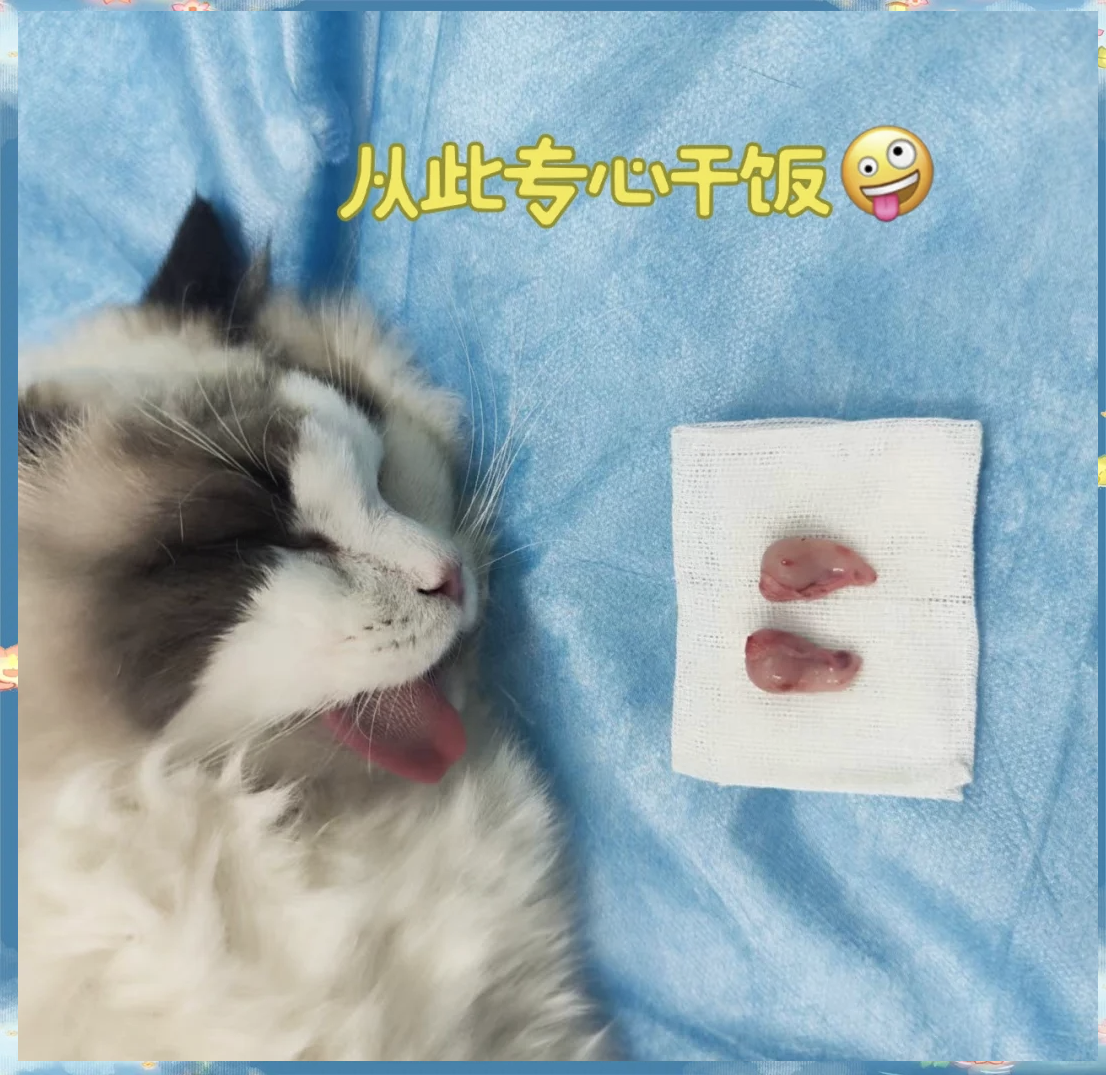 关于家庭养的公猫一般做不做绝育的信息 关于家庭养的公猫一般做不做绝育的信息