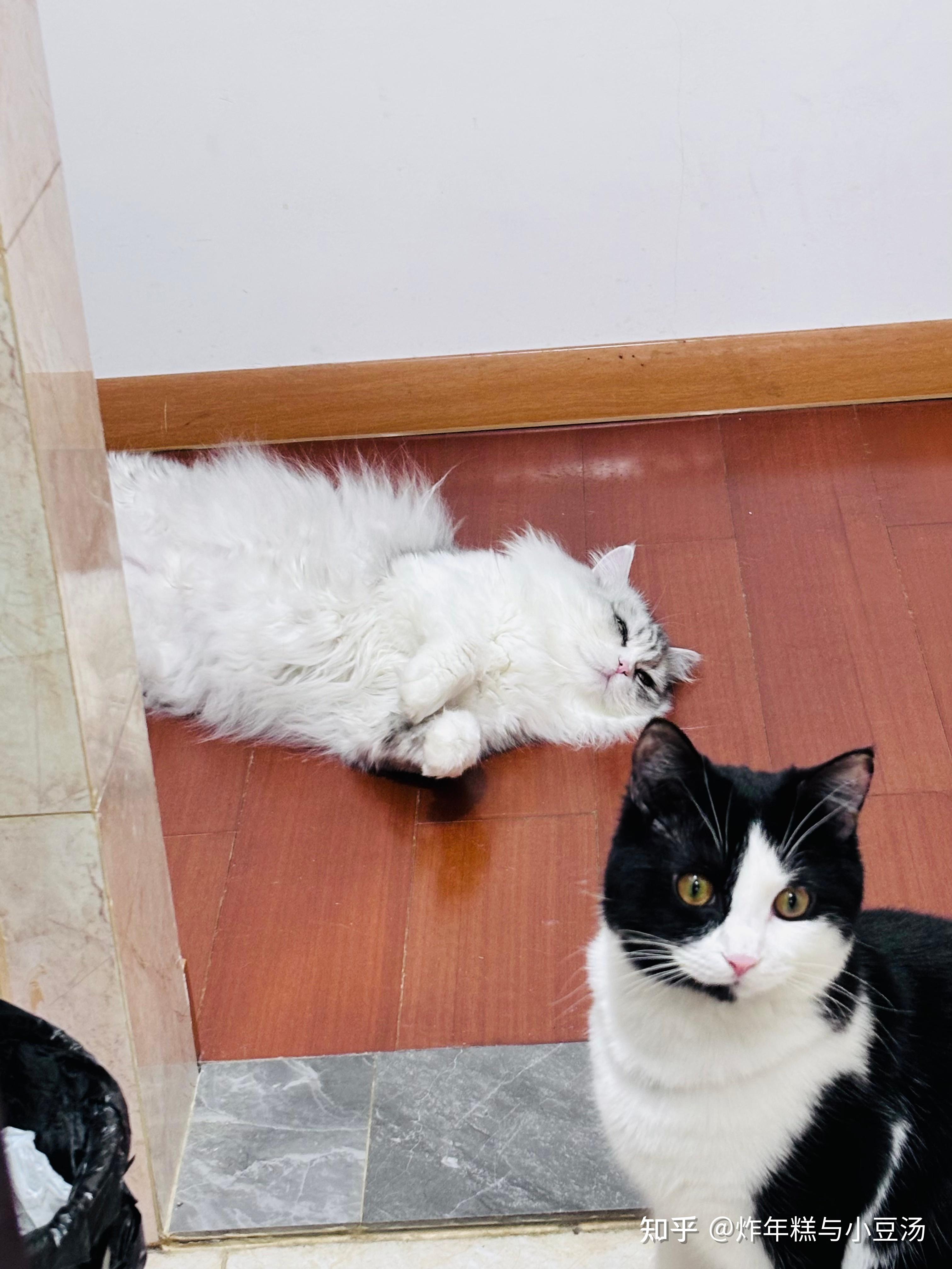 猫目光呆滞躺着不动不吃不喝(猫咪目光呆滞不吃不喝 一动不动只呼吸) 猫目光呆滞躺着不动不吃不喝(猫咪目光呆滞不吃不喝 一动不动只呼吸)