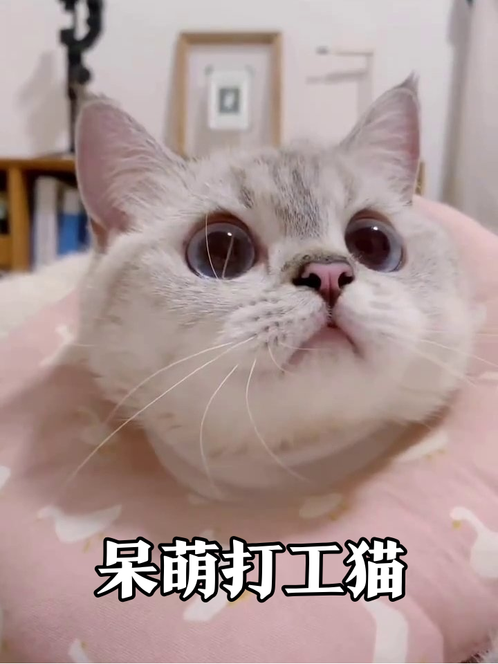 猫目光呆滞躺着不动不吃不喝(猫咪目光呆滞不吃不喝 一动不动只呼吸) 猫目光呆滞躺着不动不吃不喝(猫咪目光呆滞不吃不喝 一动不动只呼吸)