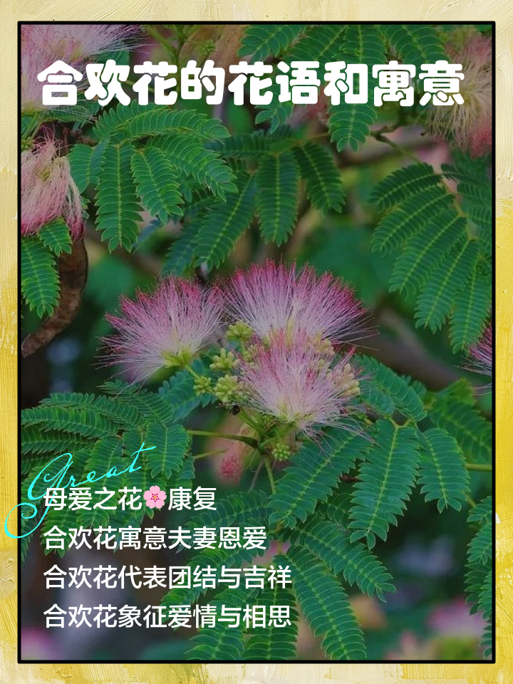 合欢花的功效与作用禁忌(合欢花的功效与作用及用法与用量) 合欢花的功效与作用禁忌(合欢花的功效与作用及用法与用量)