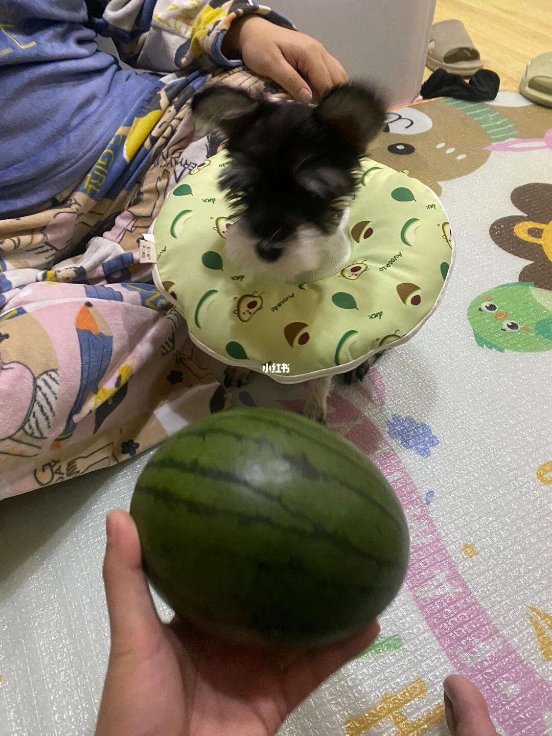 幼犬能吃西瓜吗(幼狗可以吃西瓜吗)