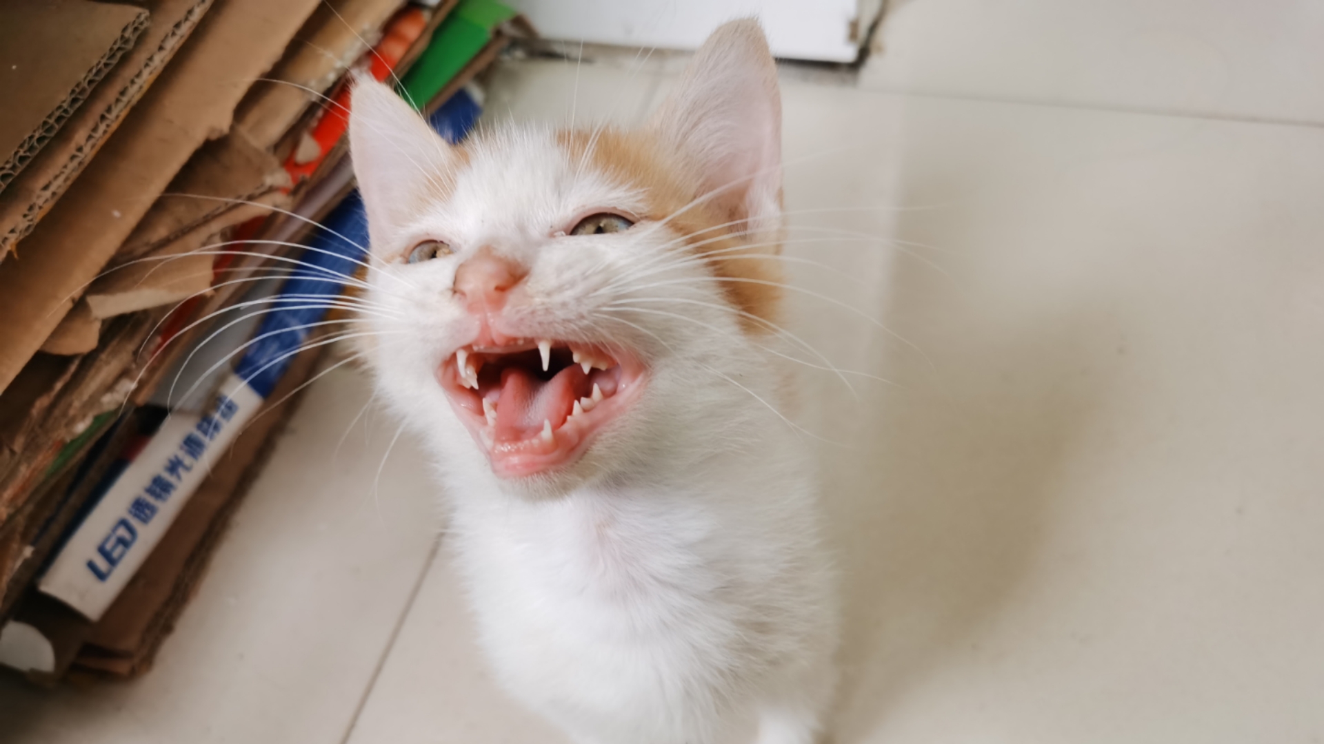 刚到家的小猫一直叫(刚到家的小猫一直叫正常吗) 刚到家的小猫一直叫(刚到家的小猫一直叫正常吗)