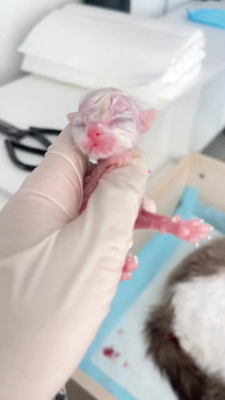 刚到家的小猫一直叫(刚到家的小猫一直叫正常吗) 刚到家的小猫一直叫(刚到家的小猫一直叫正常吗)