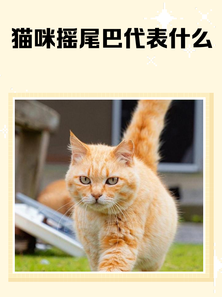 拽猫尾巴会怎么样(拽猫尾巴会怎么样图片)