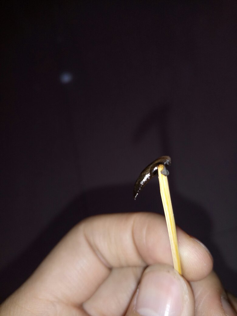 卫生间黑色细长的虫子(卫生间黑色细长的虫子爬的很快) 卫生间黑色细长的虫子(卫生间黑色细长的虫子爬的很快)