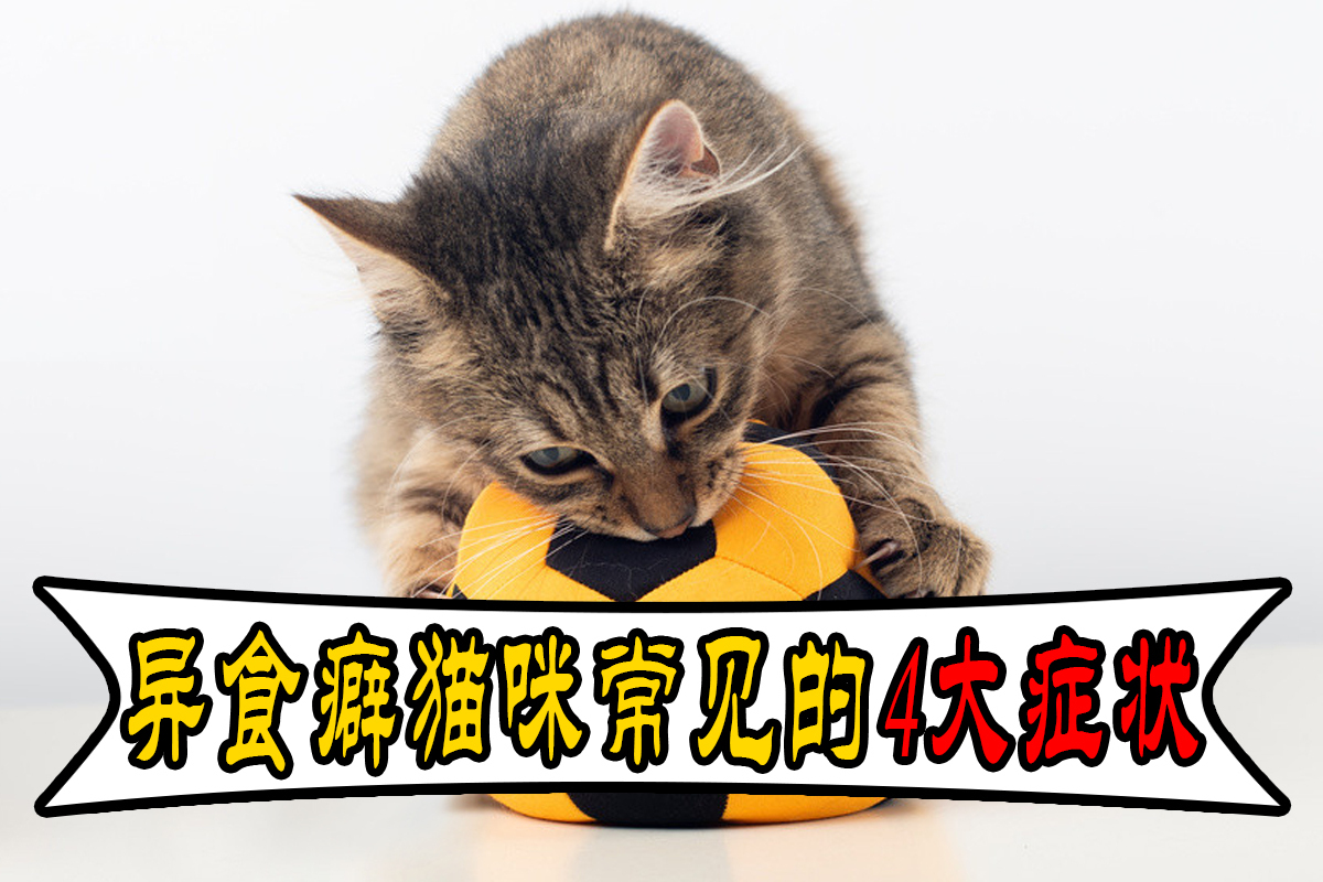 异食癖是什么意思(异食癖的症状表现为) 异食癖是什么意思(异食癖的症状表现为)