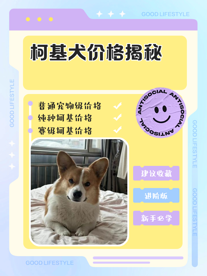柯基智商排名(狗狗智商排名1100) 柯基智商排名(狗狗智商排名1100)