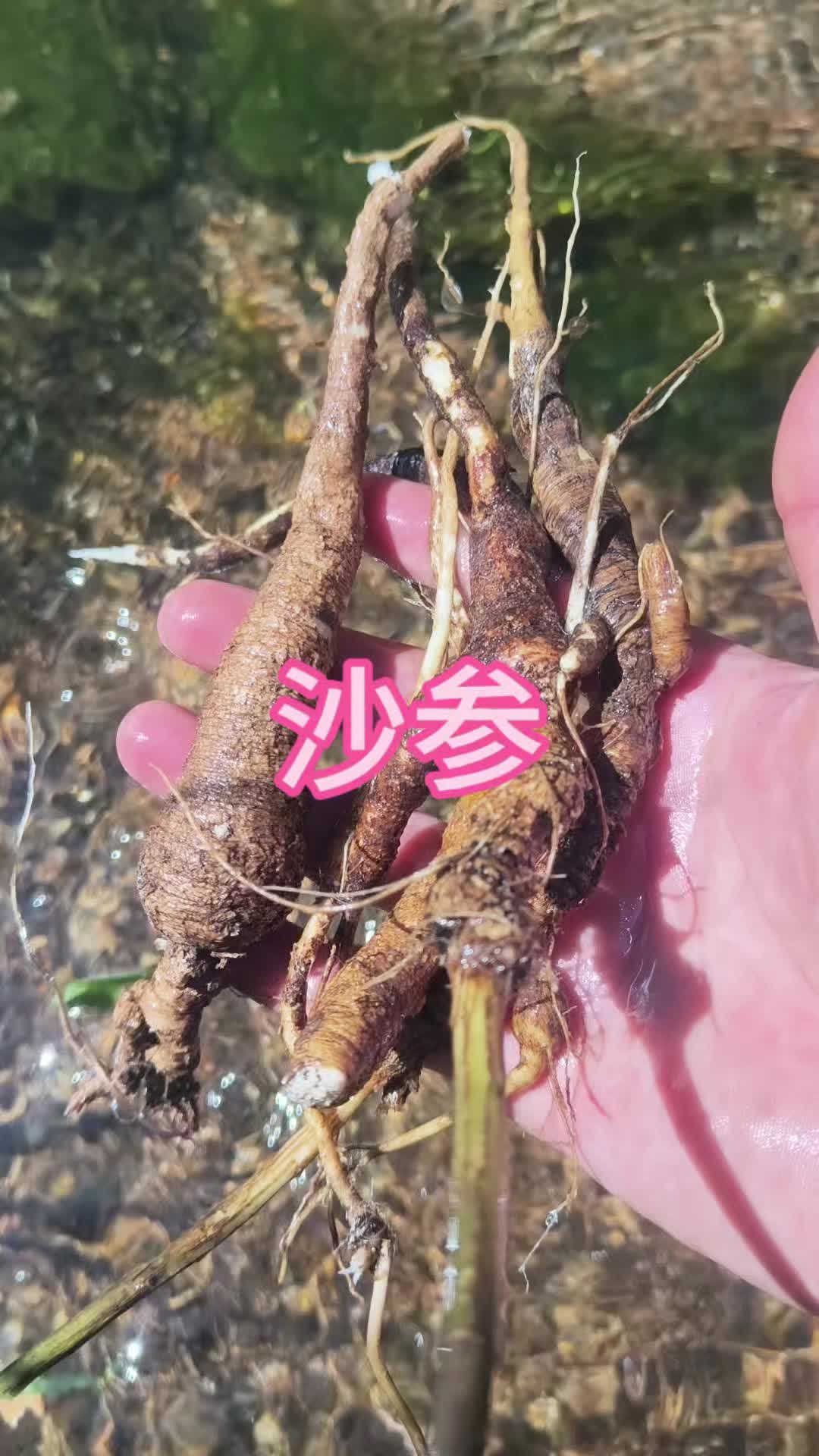 湿气重的人能吃沙参吗(湿气重的人可以吃沙棘果吗) 湿气重的人能吃沙参吗(湿气重的人可以吃沙棘果吗)