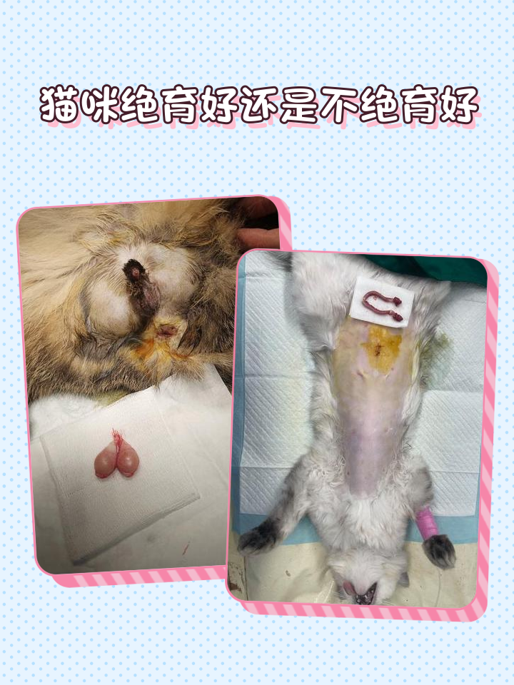 猫绝育后多久能取头套(猫猫绝育后多久可以拆头罩) 猫绝育后多久能取头套(猫猫绝育后多久可以拆头罩)