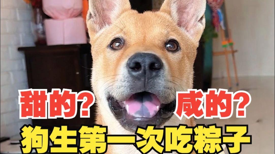 狗可以吃粽子吗(比熊狗狗可以吃粽子吗) 狗可以吃粽子吗(比熊狗狗可以吃粽子吗)
