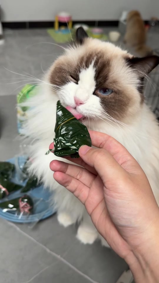 狗可以吃粽子吗(比熊狗狗可以吃粽子吗) 狗可以吃粽子吗(比熊狗狗可以吃粽子吗)