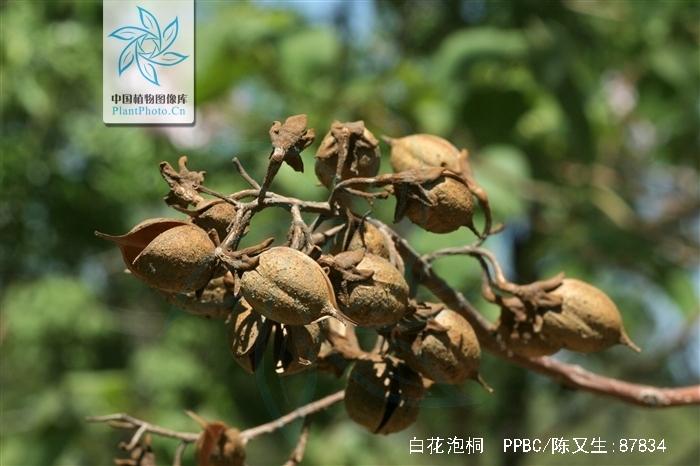 泡桐花的功效与作用(泡桐花的功效与作用图片) 泡桐花的功效与作用(泡桐花的功效与作用图片)