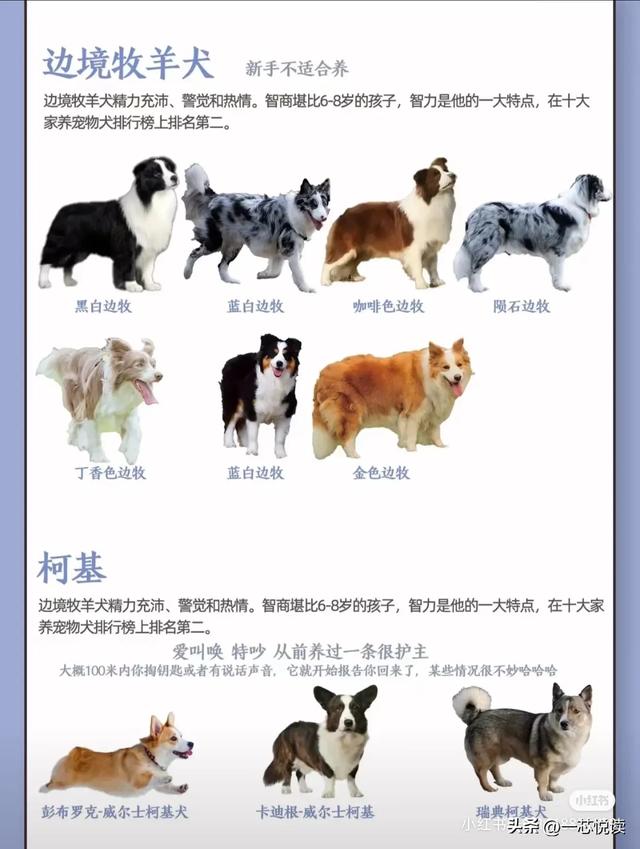 名犬大全(名犬大全100种)