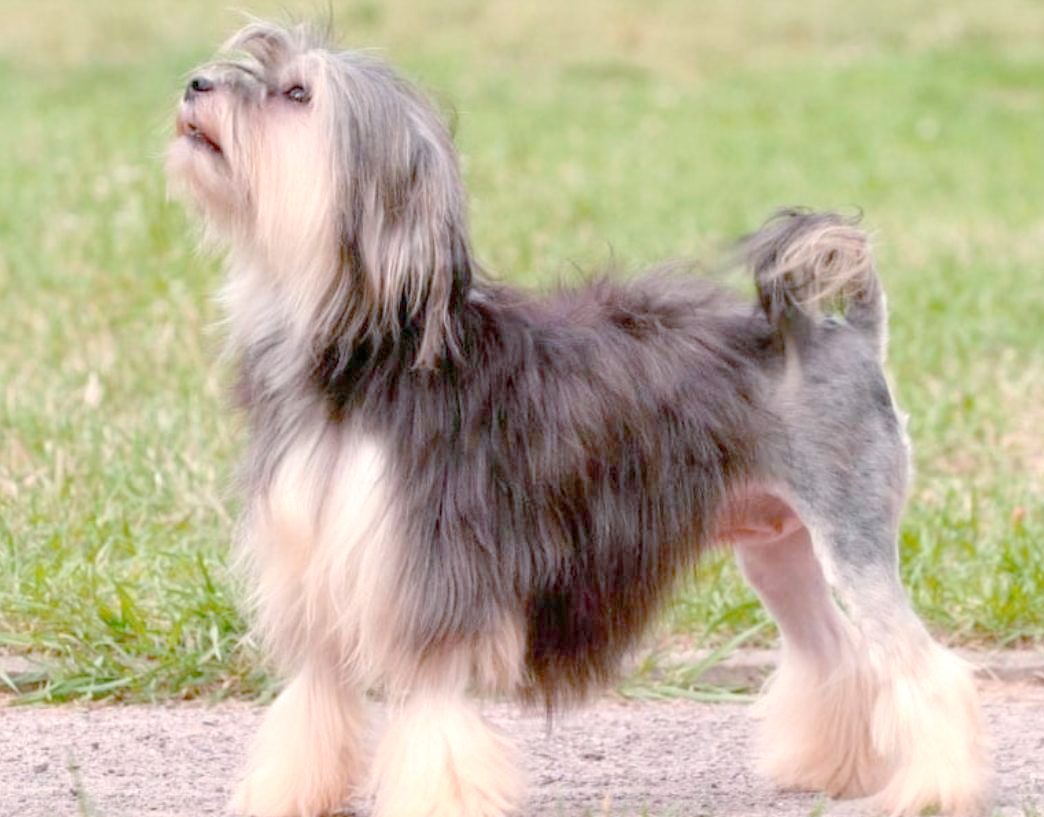 名犬大全(名犬大全100种)