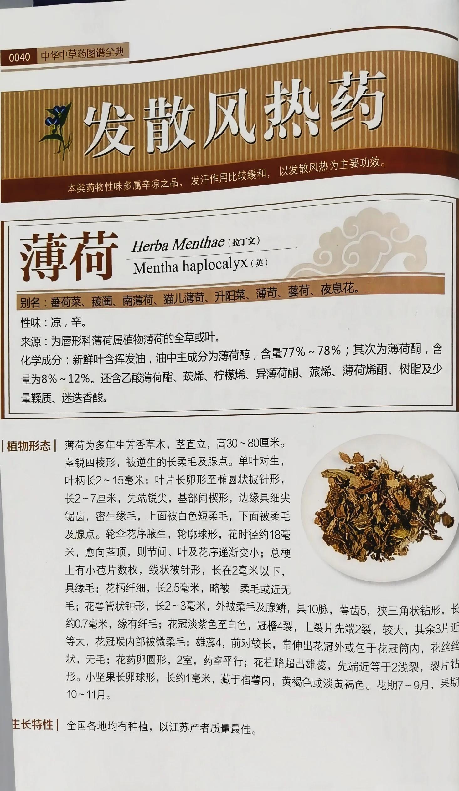 薄荷泡水喝竟有6个害处(薄荷泡水喝对人体有什么好处) 薄荷泡水喝竟有6个害处(薄荷泡水喝对人体有什么好处)