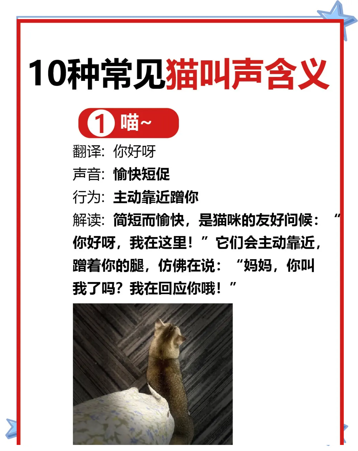 母猫叫声唤小猫声音(母猫叫声唤小猫声音宝贝快过来就不叫了) 母猫叫声唤小猫声音(母猫叫声唤小猫声音宝贝快过来就不叫了)