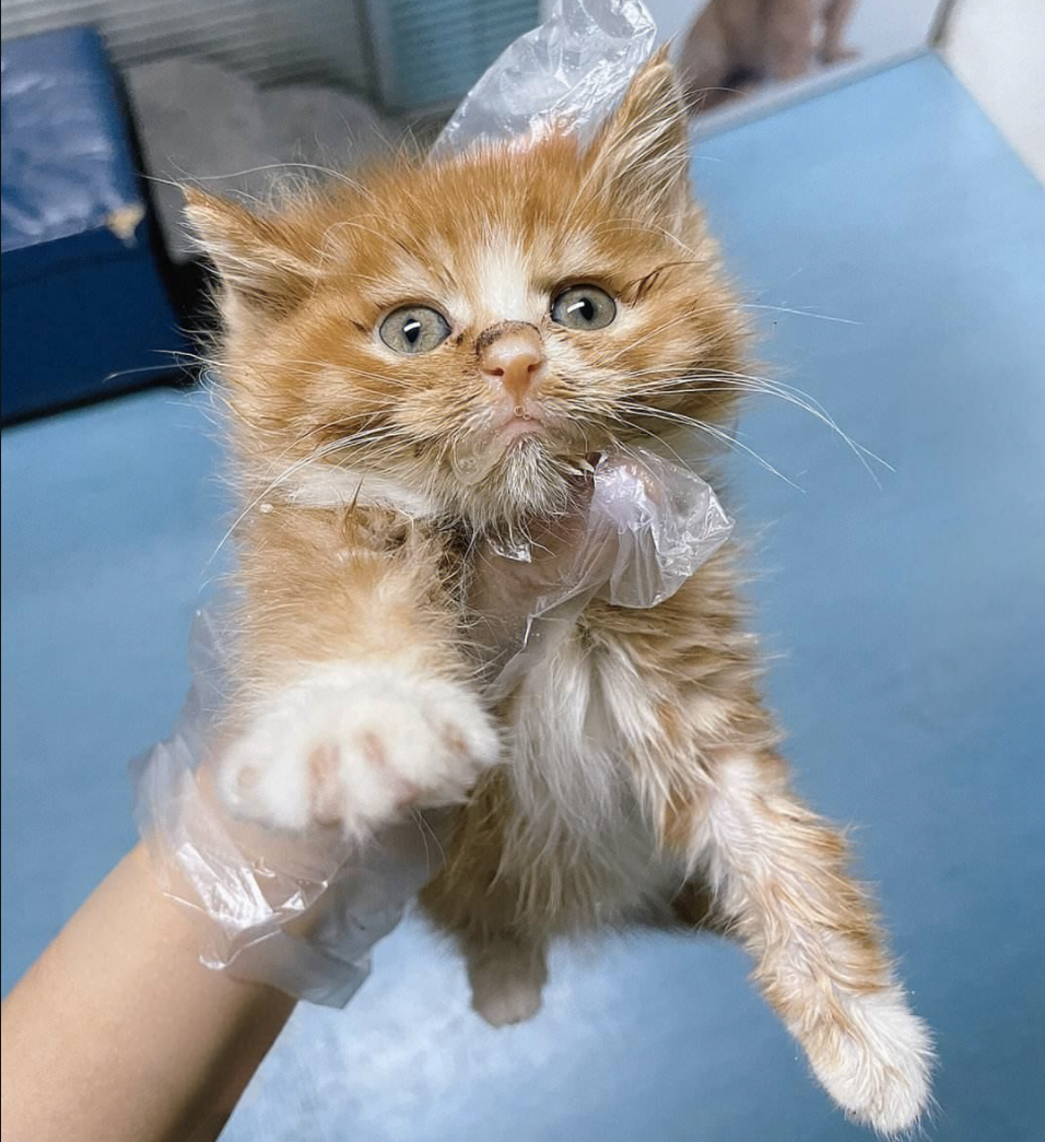 猫瘟会自愈吗(猫瘟一般几天死亡)