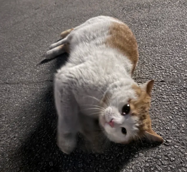 剪刀法找猫(剪刀法找猫步骤怎么做) 剪刀法找猫(剪刀法找猫步骤怎么做)