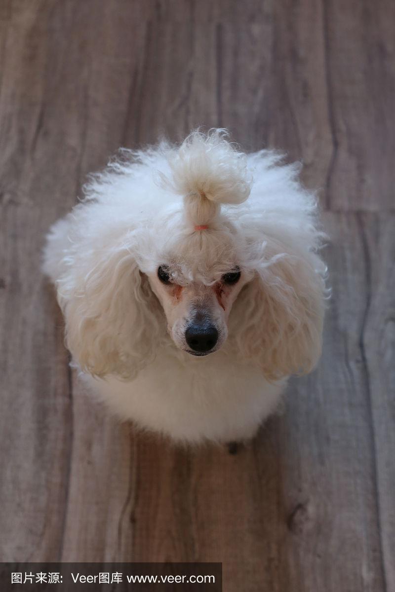 迷你贵宾犬(迷你贵宾犬好养吗) 迷你贵宾犬(迷你贵宾犬好养吗)