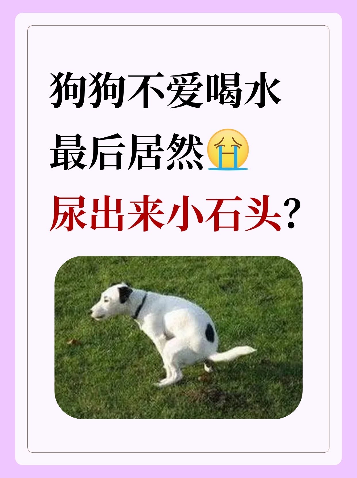 老年狗不停喝水还总尿(老年狗不停喝水还总尿肚子大) 老年狗不停喝水还总尿(老年狗不停喝水还总尿肚子大)
