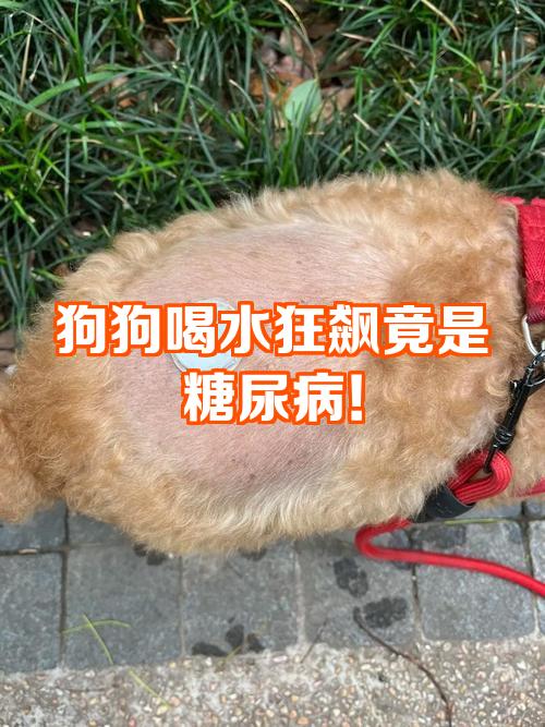 老年狗不停喝水还总尿(老年狗不停喝水还总尿肚子大) 老年狗不停喝水还总尿(老年狗不停喝水还总尿肚子大)