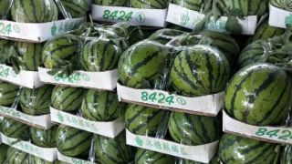 全国西瓜价格最新行情(全国西瓜价格最新行情走势)
