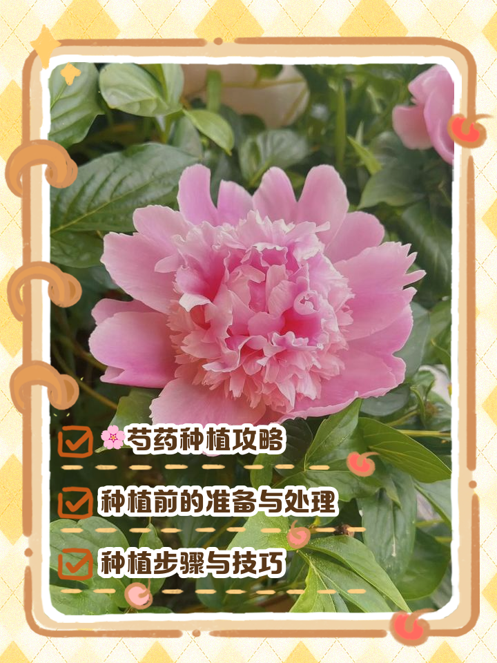 芍药怎么醒花(芍药醒花要醒多久)