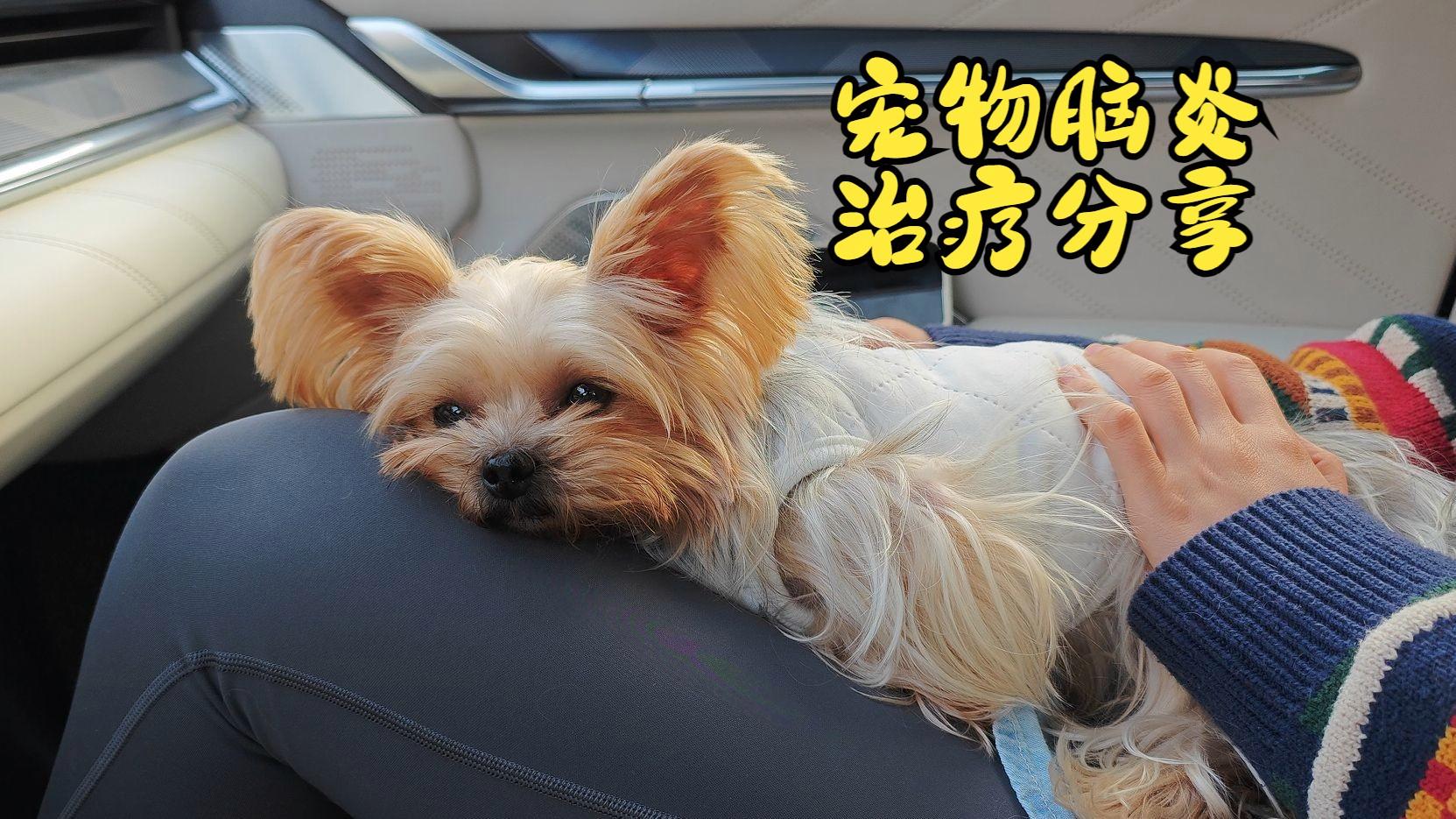 狗狗脑炎的早期症状(狗狗脑炎的早期症状有哪些)