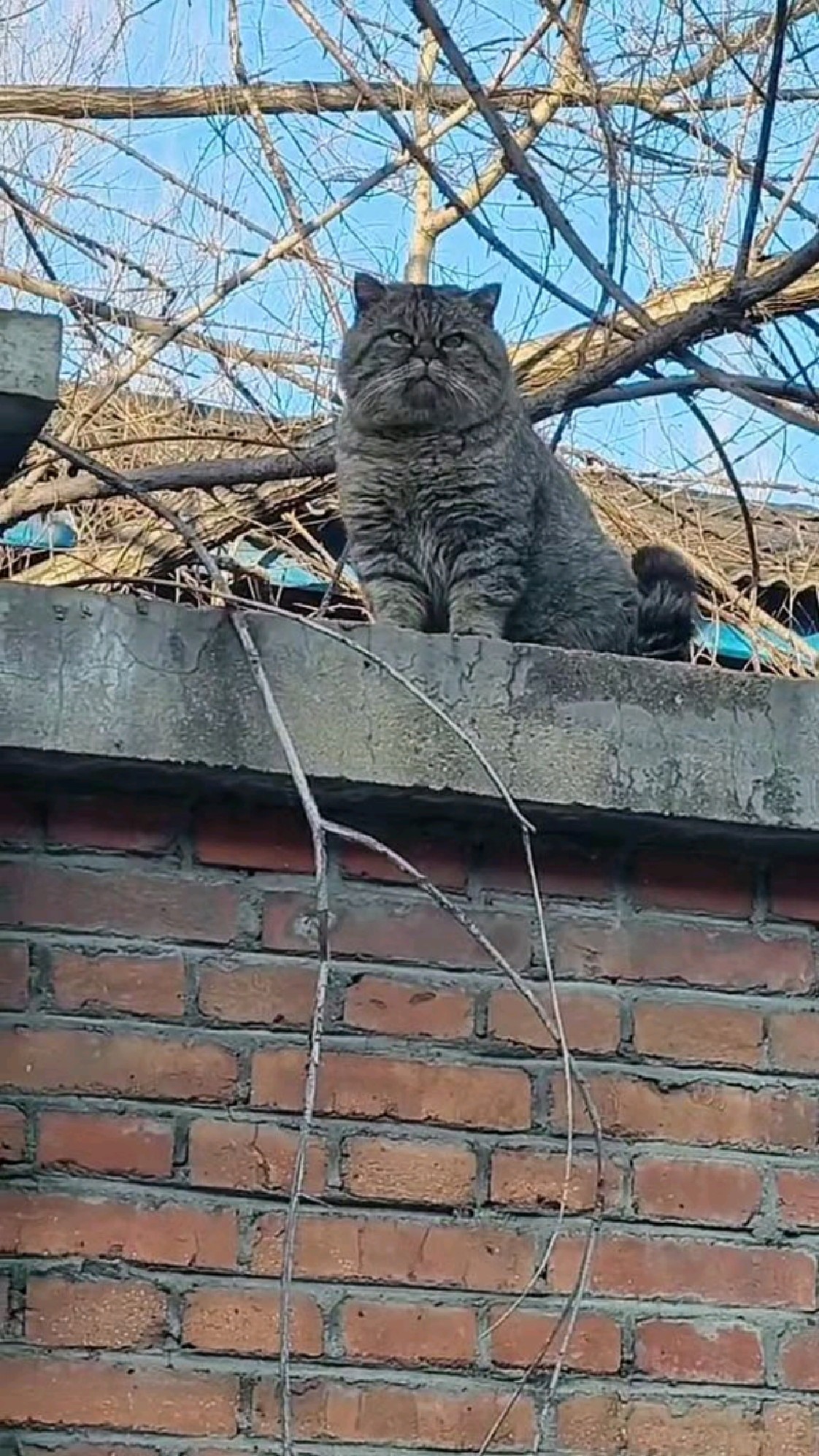 猫中之王是什么猫(猫中之王是什么猫图片) 猫中之王是什么猫(猫中之王是什么猫图片)