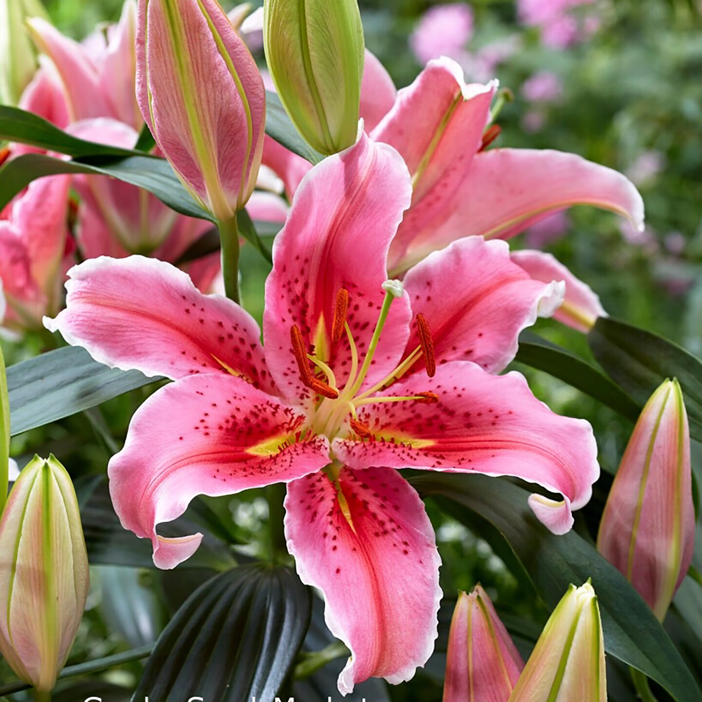 香水百合一年开几次花(香水百合一年开几次花?花开败后怎么处理?) 香水百合一年开几次花(香水百合一年开几次花?花开败后怎么处理?)