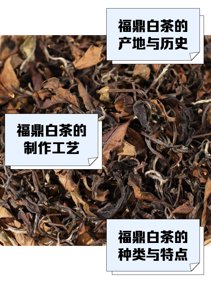 福鼎老白茶价格表(福鼎老白茶价格表2023年) 福鼎老白茶价格表(福鼎老白茶价格表2023年)