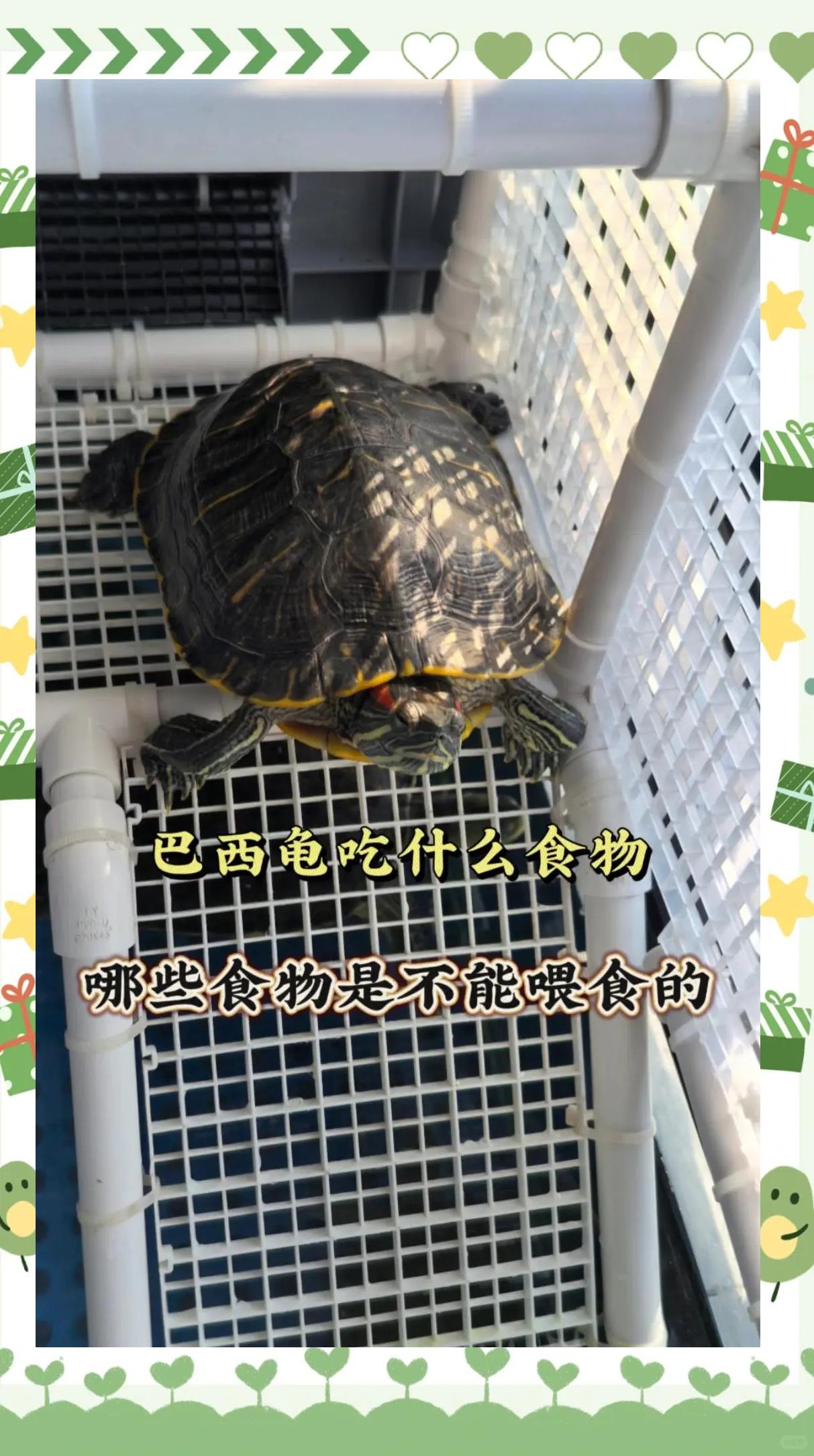 海龟吃什么(海龟吃什么食物为主)