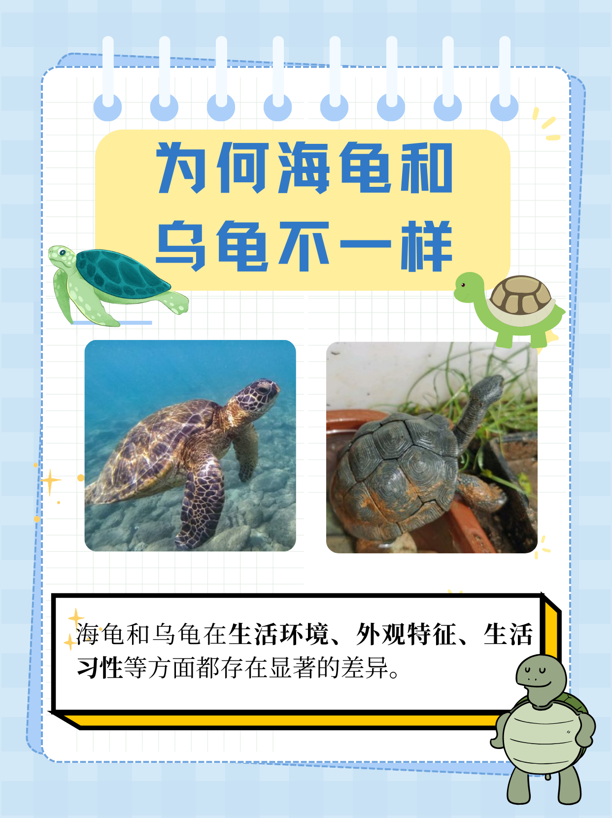 海龟吃什么(海龟吃什么食物为主)