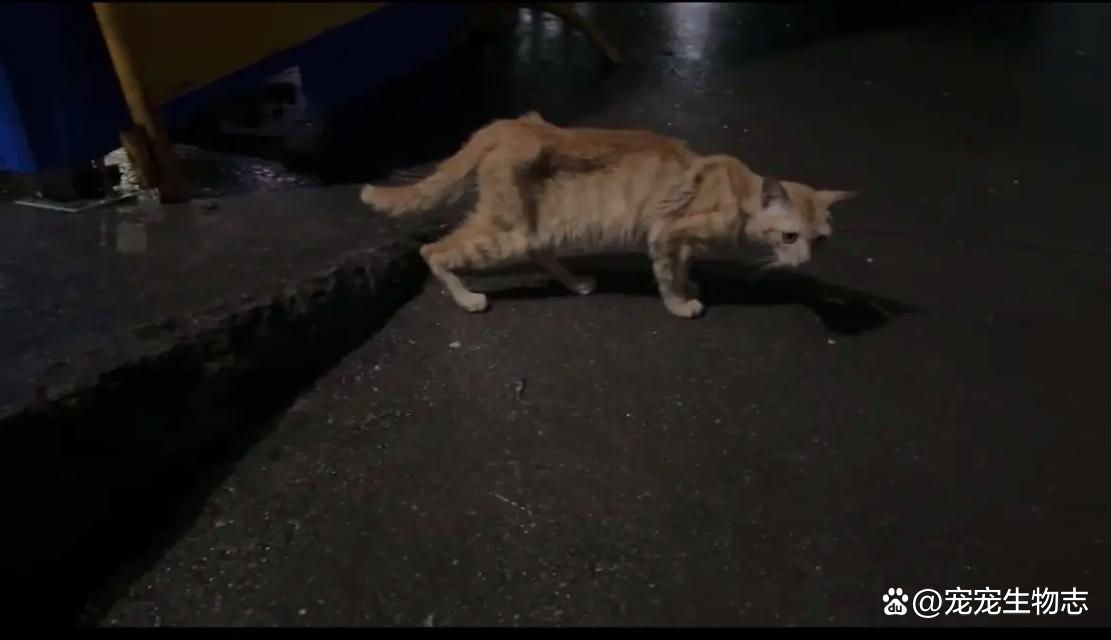 猫越来越瘦了怎么回事(流浪猫越来越瘦了怎么回事)