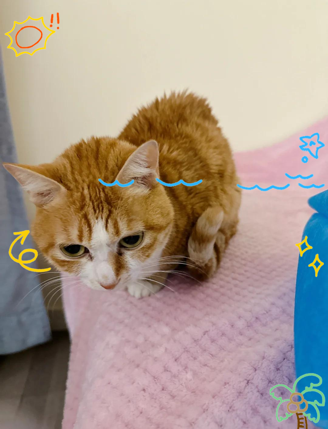 猫越来越瘦了怎么回事(流浪猫越来越瘦了怎么回事)