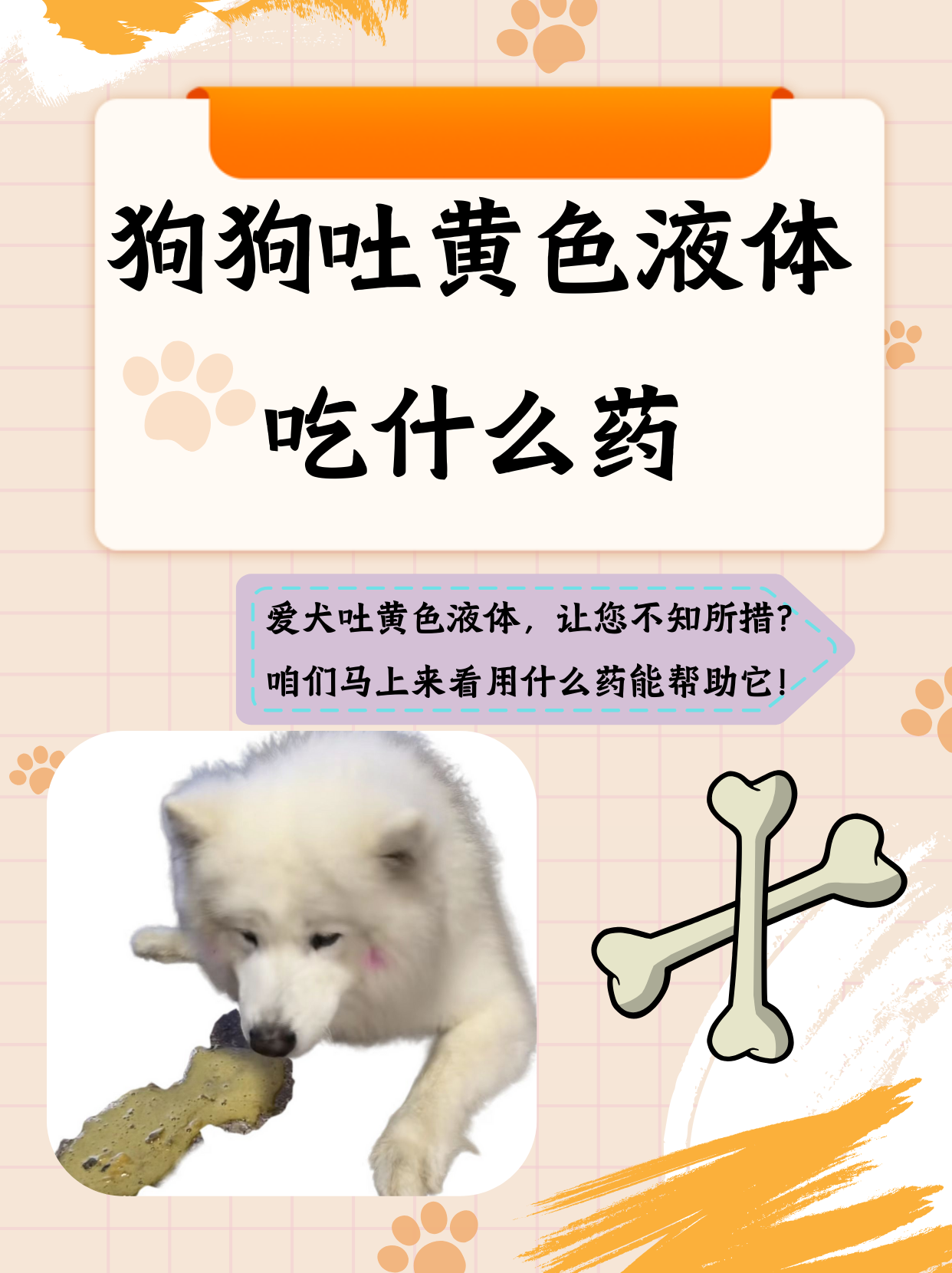 狗狗吐黄水但是精神好不拉稀(狗狗吐黄水但是精神好不拉稀吃什么药)