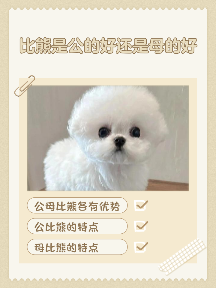 比熊能吃桃子吗(比熊可以吃米饭吗) 比熊能吃桃子吗(比熊可以吃米饭吗)