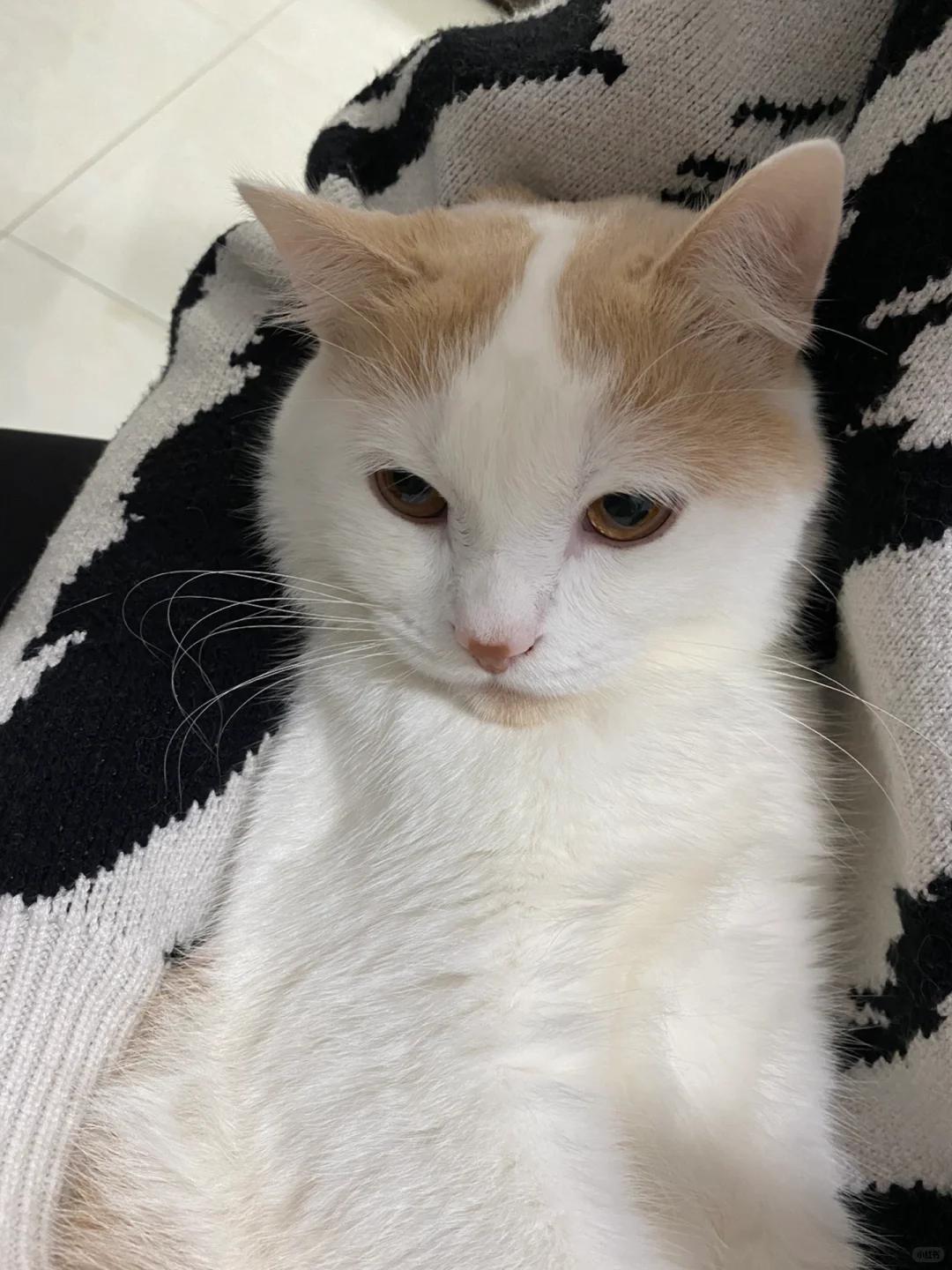 小猫软便但精神很好(猫咪有点软便但是精神很好) 小猫软便但精神很好(猫咪有点软便但是精神很好)