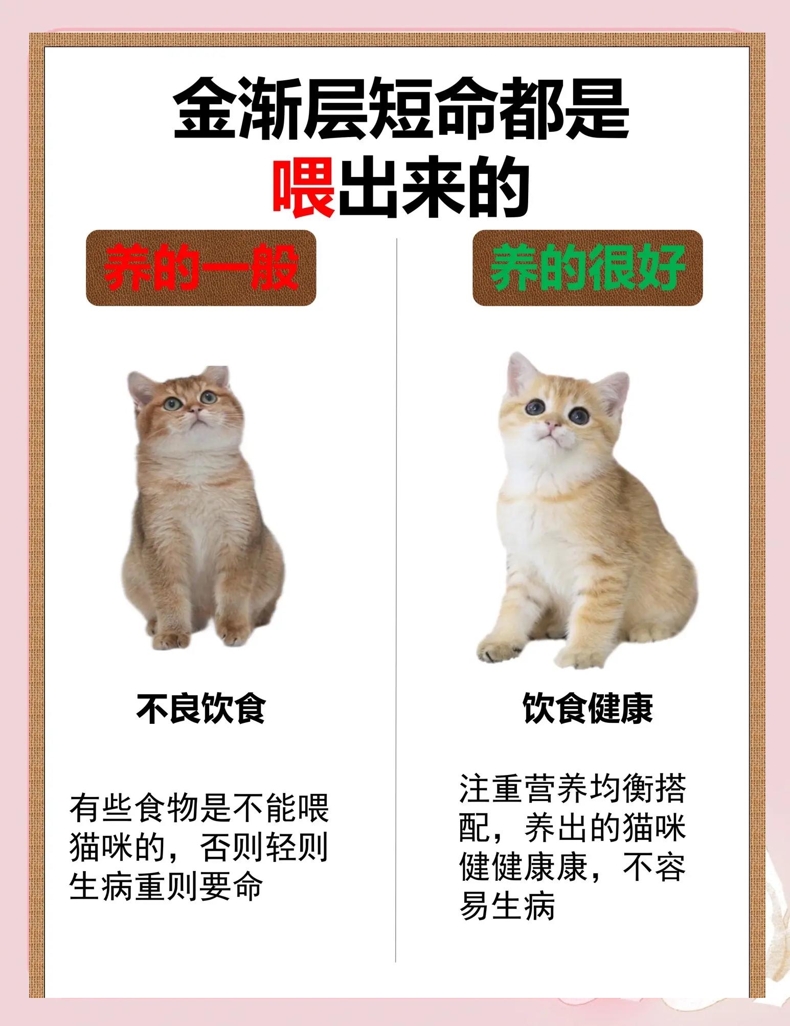 猫能吃胡萝卜吗(猫能吃胡萝卜吗为什么)