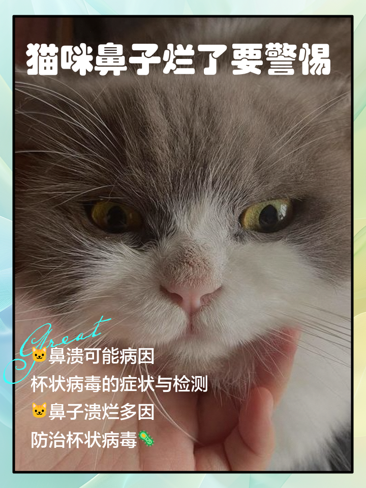 猫鼻子湿漉漉的有事吗(猫鼻子湿漉漉的有事吗图片) 猫鼻子湿漉漉的有事吗(猫鼻子湿漉漉的有事吗图片)