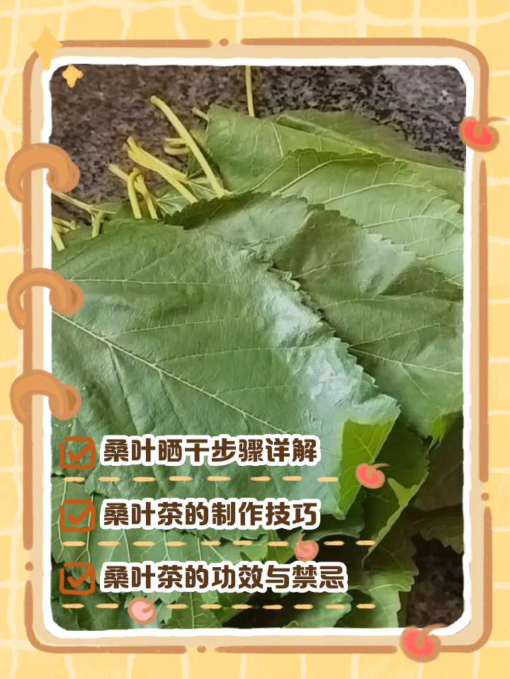 自制桑叶茶的简单方法(自制桑叶茶的简单方法窍门) 自制桑叶茶的简单方法(自制桑叶茶的简单方法窍门)