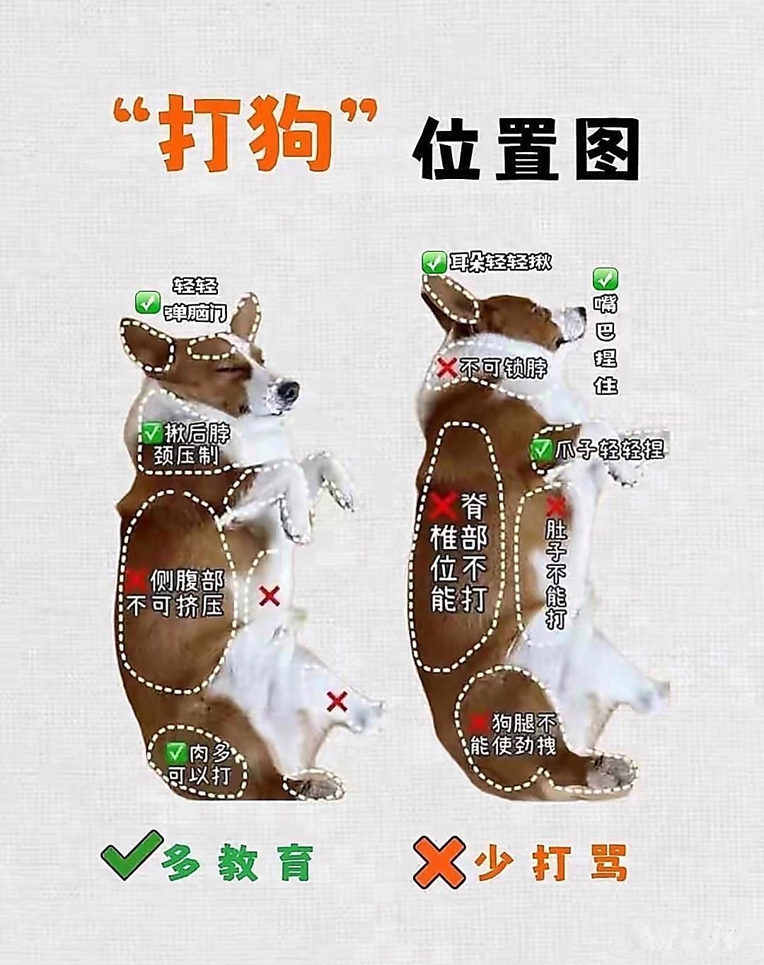 养博美的禁忌(养博美狗狗需要注意什么)
