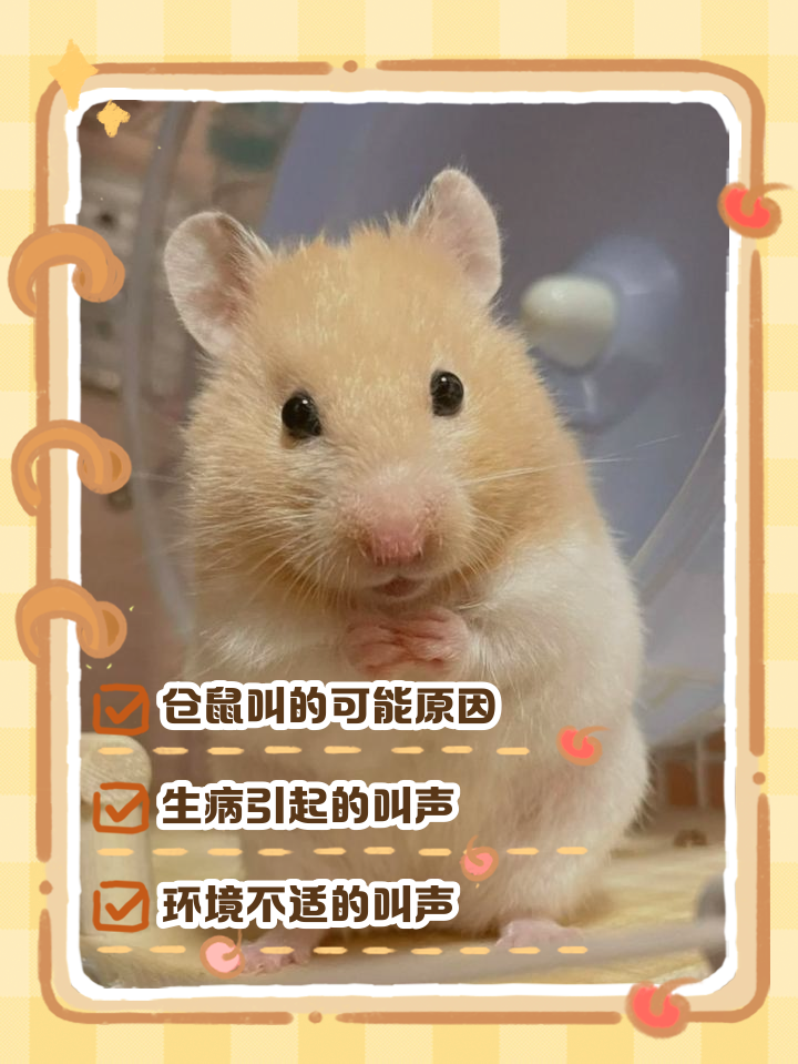 仓鼠感冒了怎么办(仓鼠感冒了怎么办吃什么药)