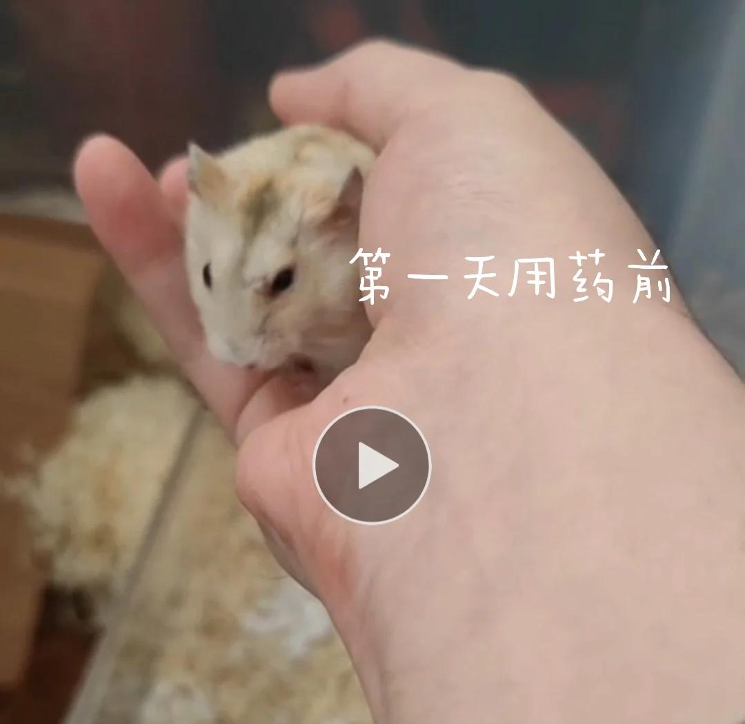 仓鼠感冒了怎么办(仓鼠感冒了怎么办吃什么药)