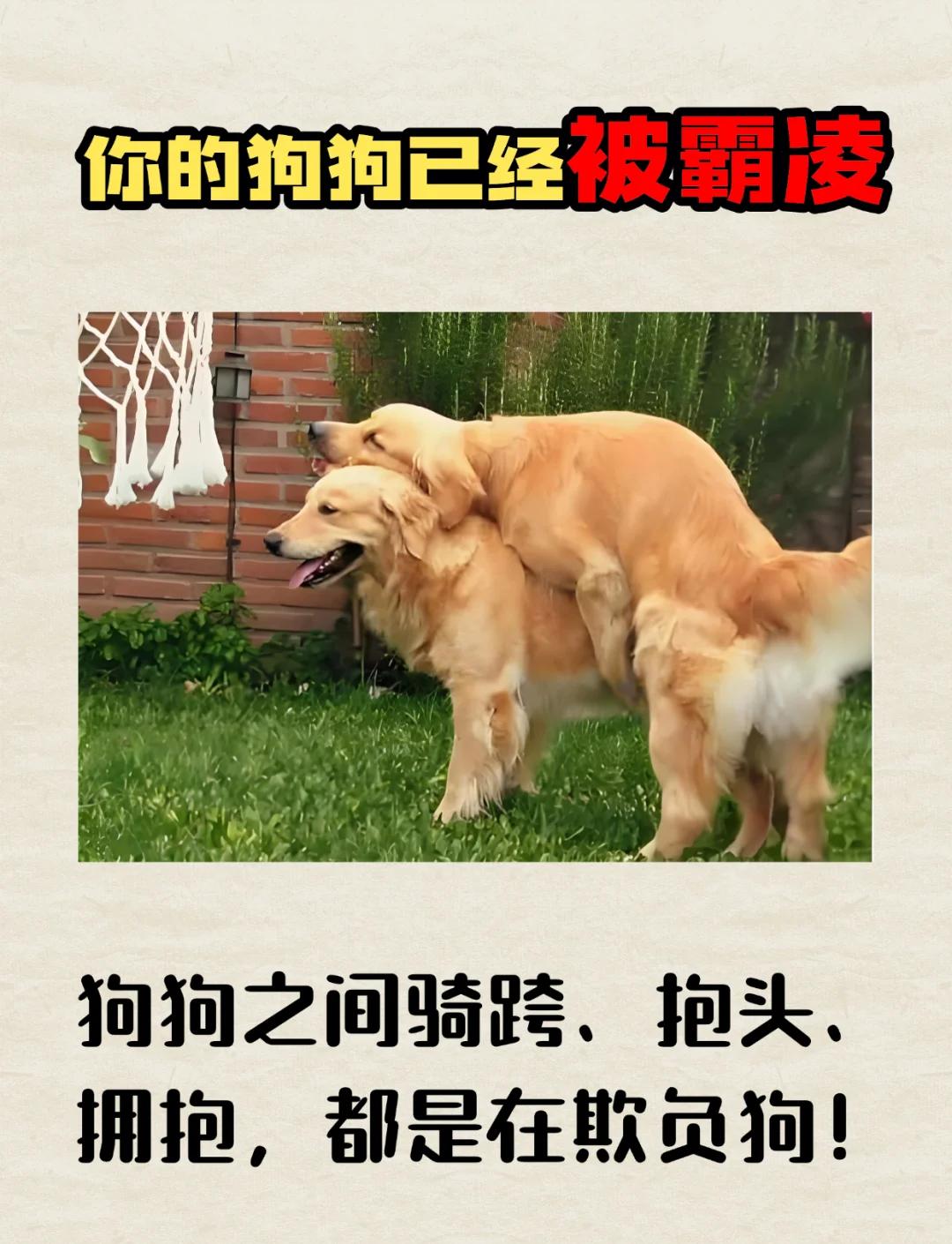 狗狗狂吠的人不干净(狗狂吠不止是什么预兆) 狗狗狂吠的人不干净(狗狂吠不止是什么预兆)