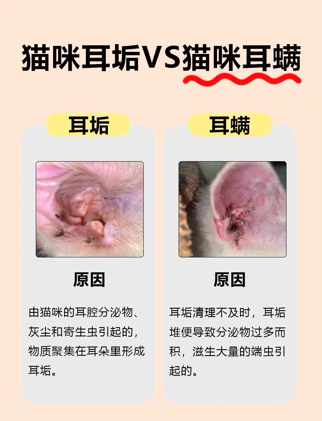 猫咪耳螨是怎么引起的(猫咪耳螨是怎么引起的?)