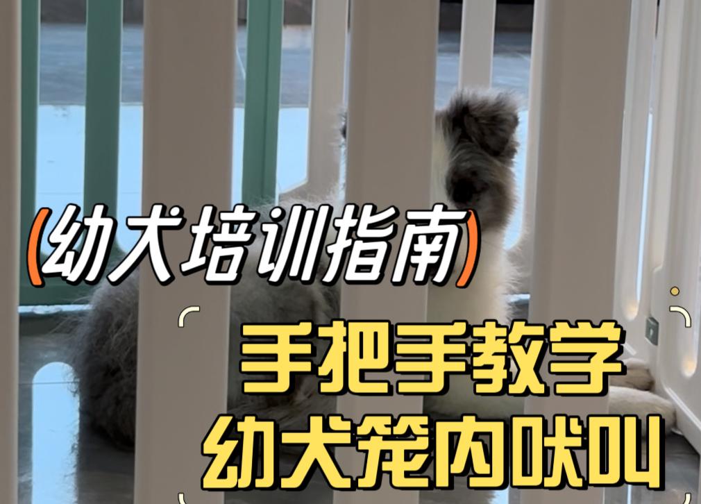 关于幼犬在笼子里一直叫怎么办的信息 关于幼犬在笼子里一直叫怎么办的信息