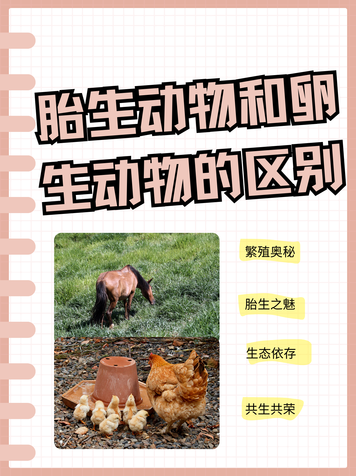 蜘蛛是胎生还是卵生(蜘蛛是属于胎生还是卵生) 蜘蛛是胎生还是卵生(蜘蛛是属于胎生还是卵生)