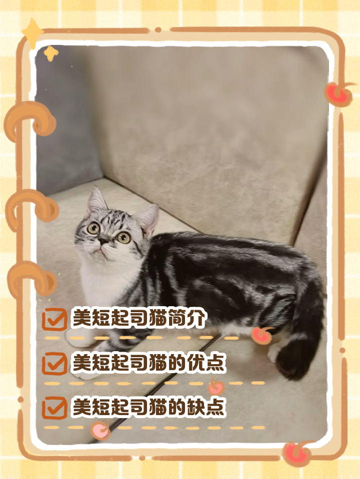 起司猫和美短的区别(起司猫和美短加白的区别) 起司猫和美短的区别(起司猫和美短加白的区别)